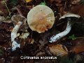 Cortinarius anomalus-amf574-1